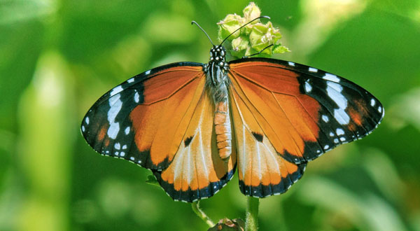 Sultan, Danaus chrysippus (Linnaeus, 1758) larvae & imago. Marokko d. 25 marts 2025. Fotograf; Lars Andersen (navnebror).