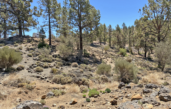 Habitat; Las Lajas 2100m. Tenerife, Spain d 27 marts 2025. Fotograf: John Vergo