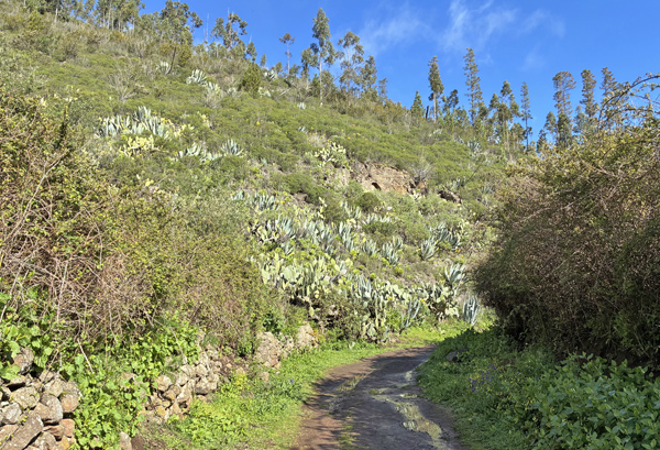 Erjos 1008m, Tenerife, Spain d. 29 marts 2025. Fotograf: John Vergo 