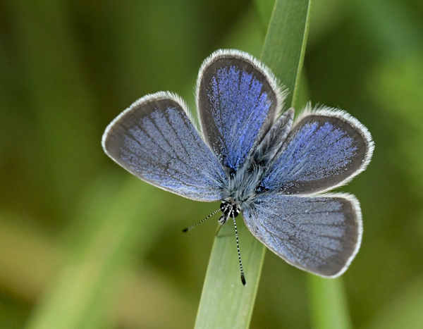 Grandas Dvrgblfugl, Cupido lorquinii (Herrich-Schffer, 1850) han og underside. Andalusien, Spanien d. 21 marts 2002. Villanueva del Rosario, Malaga Spanien d. 6 maj 2025. Fotograf: John Vergo