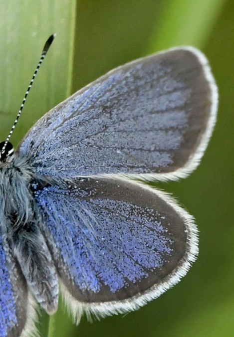 Grandas Dvrgblfugl, Cupido lorquinii (Herrich-Schffer, 1850) han og underside. Andalusien, Spanien d. 21 marts 2002. Villanueva del Rosario, Malaga Spanien d. 6 maj 2025. Fotograf: John Vergo