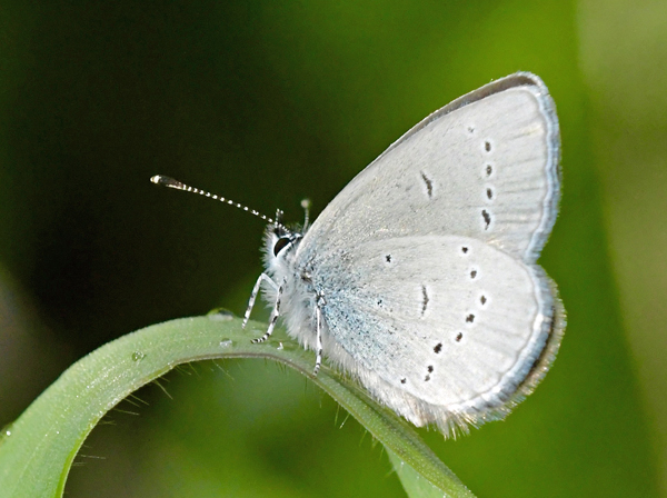 Grandas Dvrgblfugl, Cupido lorquinii (Herrich-Schffer, 1850) han og underside. Andalusien, Spanien d. 21 marts 2002. Villanueva del Rosario, Malaga Spanien d. 6 maj 2025. Fotograf: John Vergo