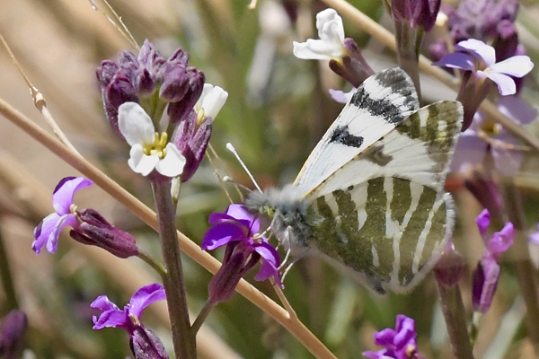 Tenerife Stribehvidvinge, Euchloe eversi. Las Lajas 2100m. Tenerife, Spain d 27 marts 2025. Fotograf: John Vergo