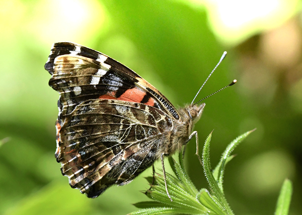 Kanarisk Admiral, Vanessa vulcania (Godart, 1819). Erjos 1008m, Tenerife, Spain d. 29 marts 2025. Fotograf: John Vergo 