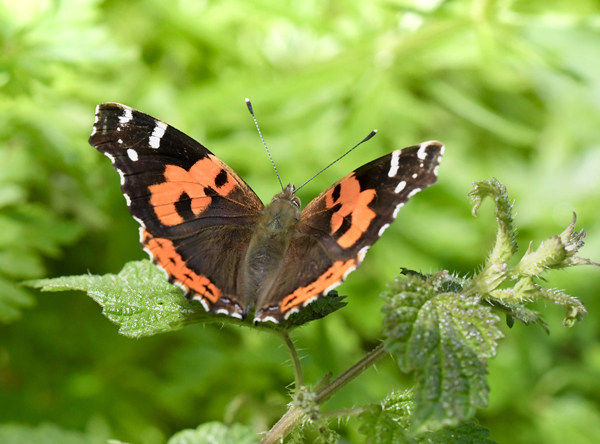 Kanarisk Admiral, Vanessa vulcania (Godart, 1819) med vrtsplante; Brombrbladet Nlde, Urtica morifolia. Erjos 1008m, Tenerife, Spain d. 29 marts 2025. Fotograf: John Vergo 