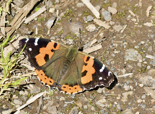 Kanarisk Admiral, Vanessa vulcania (Godart, 1819). Erjos 1008m, Tenerife, Spain d. 29 marts 2025. Fotograf: John Vergo 