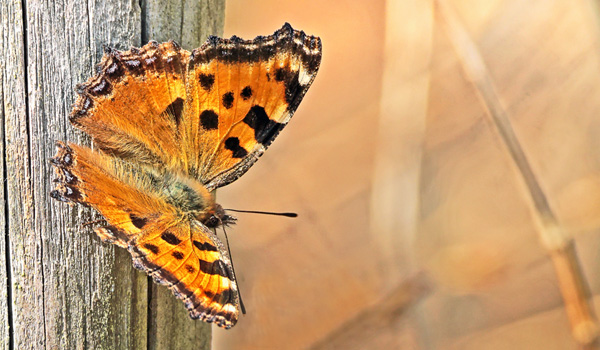 Det Hvide C, Polygonia c-album. Sjarp, Brkne-Hoby, Blekinge, Sverige d. 28 marts 2025. Fotograf; Lars Andersen