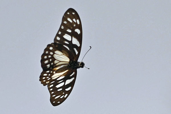 Veined Swordtail, Graphium leonidas (Fabricius, 1793). Lomé, Togo d. 4 january 2025. Photographer: Tubas Løkkegaard