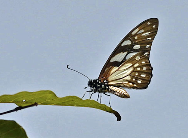 Veined Swordtail, Graphium leonidas (Fabricius, 1793). Lomé, Togo d. 4 january 2025. Photographer: Tubas Løkkegaard