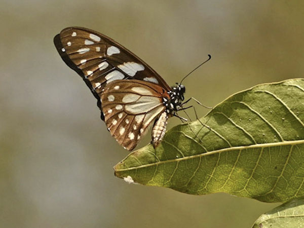 Veined Swordtail, Graphium leonidas (Fabricius, 1793). Lomé, Togo d. 4 january 2025. Photographer: Tubas Løkkegaard
