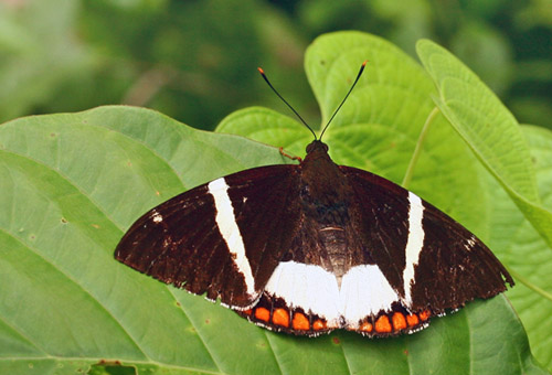 Giant Sugarcaneborer, Castnia licus. Caranavi, Yungas, Bolivia. d. 6 February 2007. Photographer: Lars Andersen