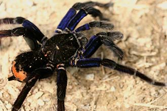 The Bolivian Blueleg, Pamphobetus antinous. Is one of the laregest tarantulas in the world. The body on this male are 9 cm. Caranavi, Yungas. d. 22 february 2007. Photographer: Lars Andersen