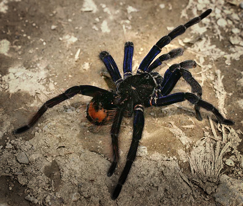 The Bolivian Blueleg, Pamphobetus antinous. Is one of the largest tarantulas of the world. Caranavi, Yungas. d. 22 february 2007. Photographer: Lars Andersen