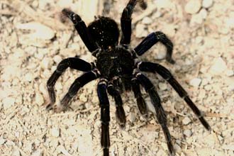 The Bolivian Blueleg, Pamphobetus antinous. Is one of the laregest tarantulas in the world. The body on this male are 9 cm. Caranavi, Yungas. d. 22 february 2007. Photographer: Lars Andersen