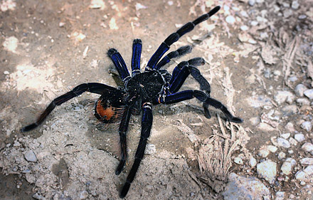 The Bolivian Blueleg, Pamphobetus antinous. Is one of the laregest tarantulas in the world. Caranavi, Yungas. d. 22 february 2007. Photographer: Lars Andersen