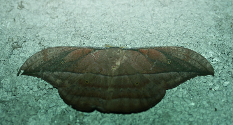 Copaxa curvilinea (Shaus, 1912). Caranavi, Yungas, Bolivia d. 19 february 2007. Photographer: Lars Andersen