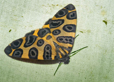 Blotched Leopard. Pantherodes colubraria. Caranavi, Yungas, Bolivia. d. 19 february 2007. Photographer: Lars Andersen