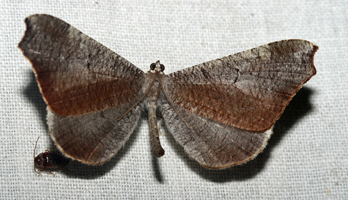  Macrosoma rubedinaria, Caranavi, Yungas, Bolivia d. 18/2 2007.  Photographer; Lars Andersen