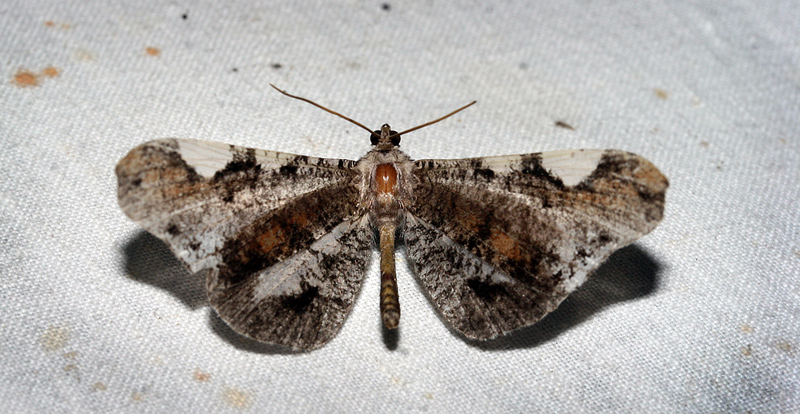  Macrosoma hedylaria, Caranavi, Yungas, Bolivia d. 19/2 2007.  Photographer; Lars Andersen