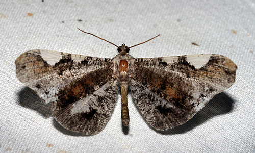  Macrosoma hedylaria, Caranavi, Yungas, Bolivia d. 19/2 2007.  Photographer; Lars Andersen