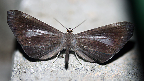  Macrosoma lucivittata, Caranavi, Yungas, Bolivia d. 19/2 2007.  Photographer; Lars Andersen