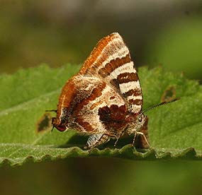 Elida, Arawacus ellida. Vagantes, Coroico, Yungas, Bolivia. d. 24 january 2007. Photographer: Lars Andersen