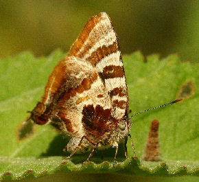 Elida, Arawacus ellida. Vagantes, Coroico, Yungas, Bolivia. d. 24 january 2007. Photographer: Lars Andersen