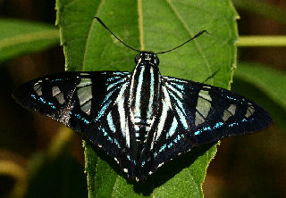 Hewitsons Skipper, Phocides pigmalion. Coroico, Yungas, Bolivia. d. 24 january 2007. Photographer: Lars Andersen