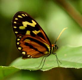 Hypothyris ninonia cornelie (Gurin-Mneville, 1844), Caranavi, Yungas. february 2007. Photographer: Lars Andersen