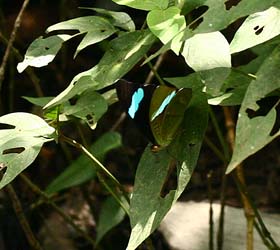 Caranavi, Yungas. february 2007. Photographer: Lars Andersen