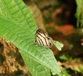 Quijarro-Caranavi, Yungas. d. 13 february 2007. Photographer: Lars Andersen