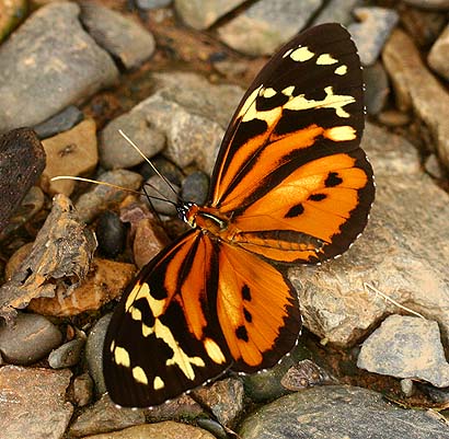 Golden Longwing, Heliconius hecale zeus. Caranavi, Yungas, Bolivia d. 14 februar 2007. Fotograf: Lars Andersen