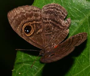 Minos Eyemark (Mesosemia minos). Caranavi, Yungas. d. 15 february 2007. Photographer: Lars Andersen
