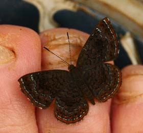 Schaus' Metalmark (Calephelis schausi). Caranavi, Yungas. d. 15 february 2007. Photographer: Lars Andersen