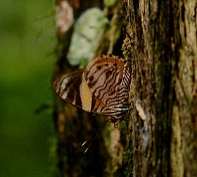 Tigridia acesta ssp. Quijarro-Caranavi, Yungas. d. 16 february 2007. Photographer: Lars Andersen