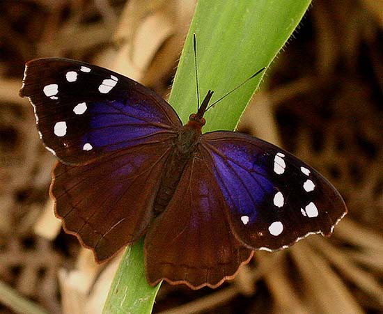 Eunica cuvierii (GODART, 1819). Caranavi, Yungas. d. 16 february 2007. Photographer: Lars Andersen