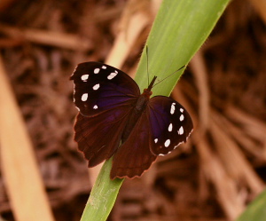 Eunica cuvierii (GODART, 1819). Caranavi, Yungas. d. 16 february 2007. Photographer: Lars Andersen