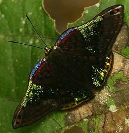 Caria trochilus, Caranavi, Yungas. d. 17 february 2007. Photographer: Lars Andersen