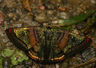 Brillantina, Caria castalia. Caranavi, Yungas. d. 17 february 2007. Photographer: Lars Andersen