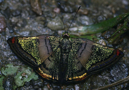 Brillantina, Caria species?. Caranavi, Yungas. d. 17 february 2007. Photographer: Lars Andersen