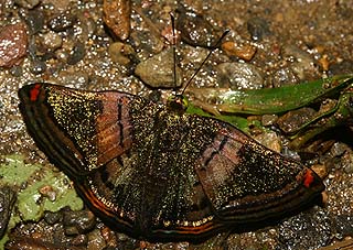 Brillantina, Caria castalia. Caranavi, Yungas. d. 17 february 2007. Photographer: Lars Andersen