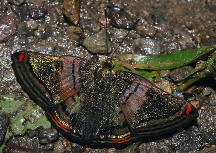 Brillantina, Caria castalia. Caranavi, Yungas. d. 17 february 2007. Photographer: Lars Andersen