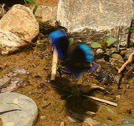 Caranavi, Yungas. february 2007. Photographer: Lars Andersen