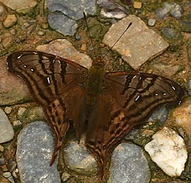 Hypanaria dione. Murata, Yungas. february 2007. Photographer: Lars Andersen