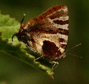 Elida, Arawacus ellida. Vagantes, Coroico, Yungas, Bolivia. d. 24 january 2007. Photographer: Lars Andersen