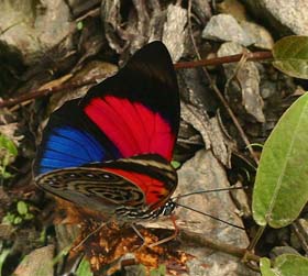 Agrias claudina lugens. Caranavi, Yungas. d. 20 February 2007. Photographer: Lars Andersen