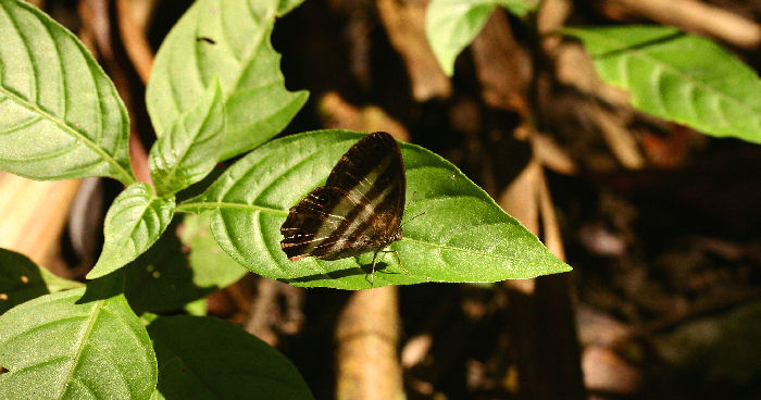 Flash, Pareuptychia summandosa. Coroico, Yungas, Bolivia. d. 24 january 2007. Photographer: Lars Andersen