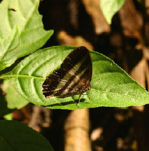 Flash, Pareuptychia summandosa. Coroico, Yungas, Bolivia. d. 24 january 2007. Photographer: Lars Andersen