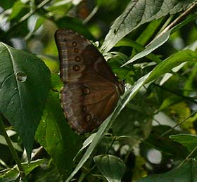 Morpho aurora male. Bolinda, Caranavi, Yungas. d. 23 February 2007. Photographer: Lars Andersen