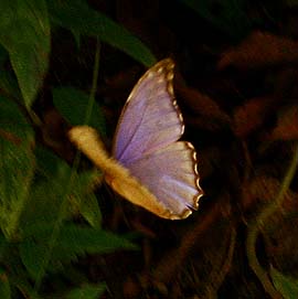 Morpho godarti male. Bolinda, Caranavi, Yungas. d. 23 February 2007. Photographer: Lars Andersen